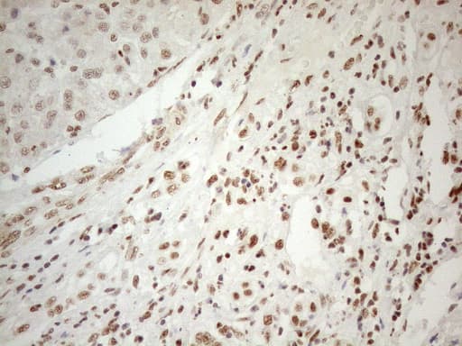 WTAP Antibody (aa2-106, clone OTI12G7, Carrier-free)