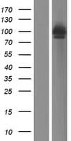 PEX5 Protein (Over-Expression Lysate Myc-DDK (Flag))