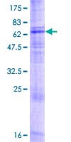 Human TMTC4 Protein (Recombinant GST)