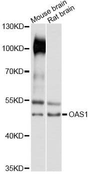OAS1 Antibody