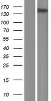 ATP11A Protein (Over-Expression Lysate Myc-DDK (Flag))