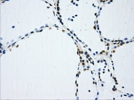 IFIT3 Antibody (clone OTI1G1, Carrier-free)