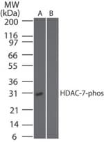 Polyclonal Rabbit anti-Human HDAC7 Antibody (phospho-Ser318, WB)