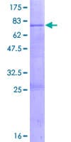 Human PPIL5 Protein (Recombinant GST)