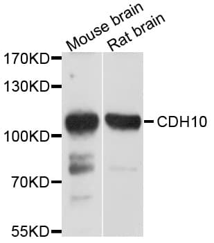 CDH10 / Cadherin 10 Antibody