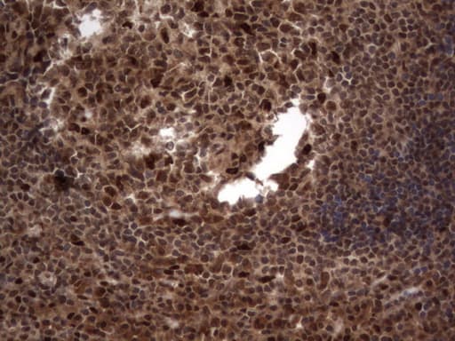H2AFY2 Antibody (aa2-261, clone OTI1C2)