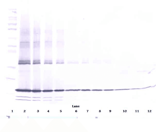 Polyclonal Rabbit anti-Human TNF Alpha Antibody (Biotin, WB)