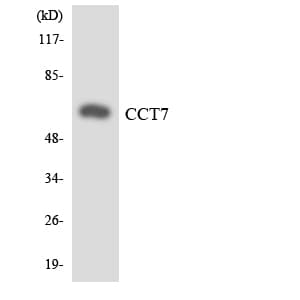 CCT7 Antibody (aa209-258)