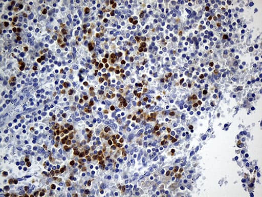 FOLR3 Antibody (clone OTI6C1, Carrier-free)