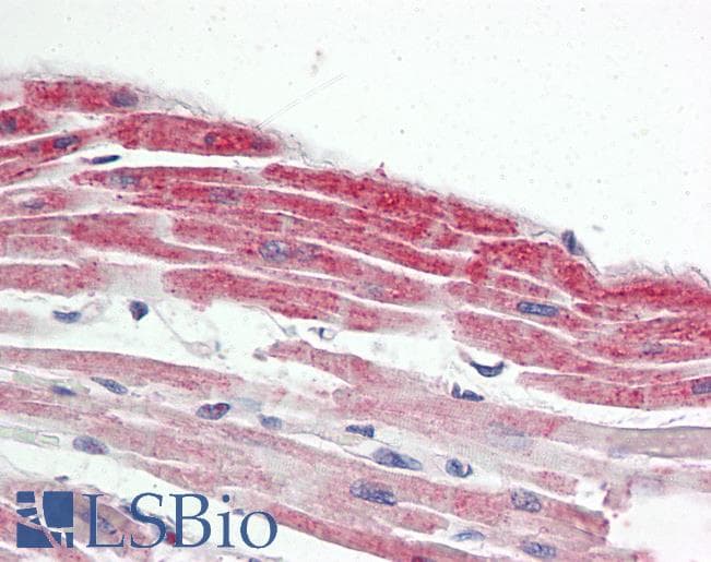 Polyclonal Goat anti-Human NKX2-5 Antibody (aa94-107, IHC, IF, WB)