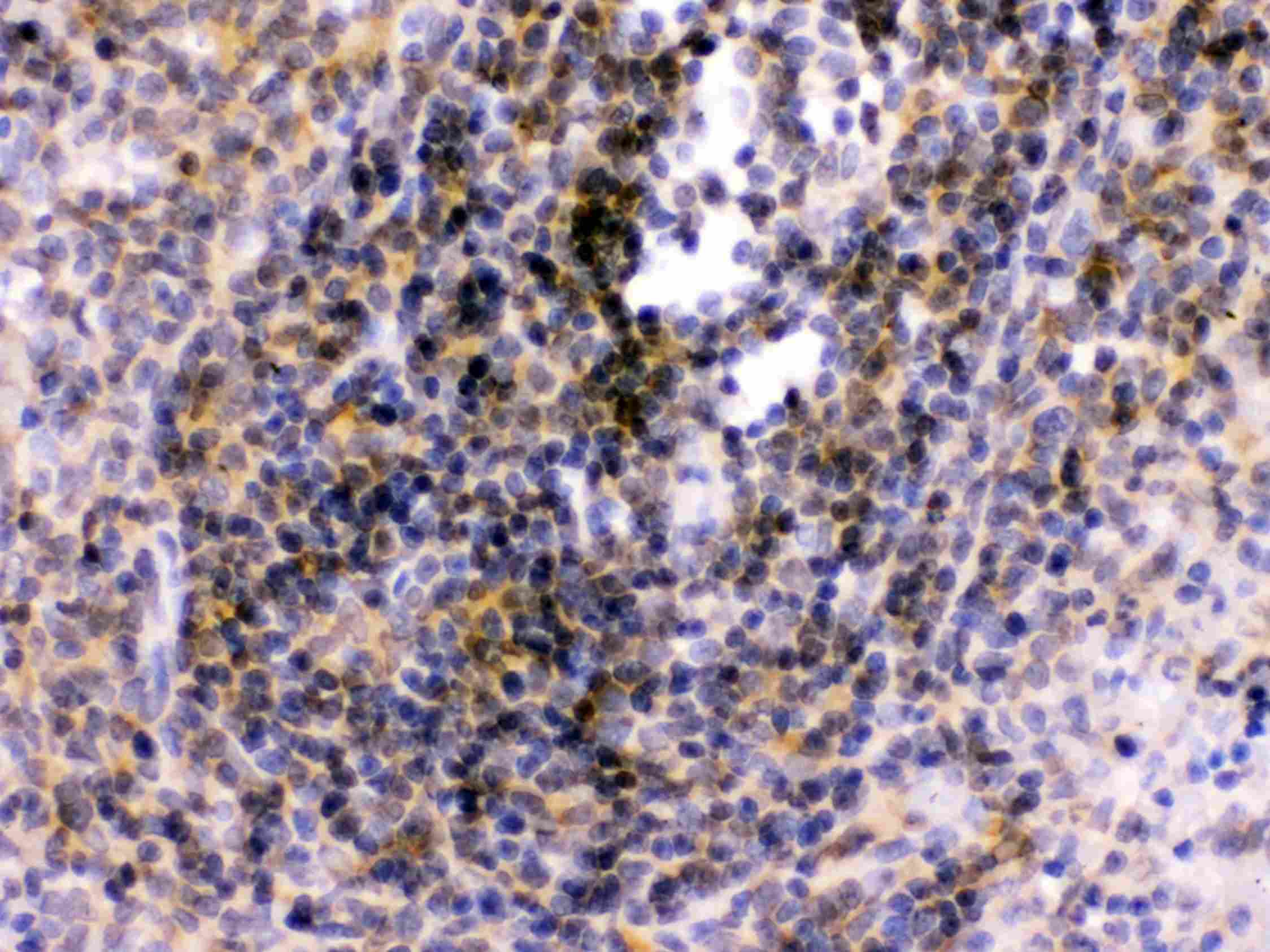 TLR7 / CD287 Antibody (aa1020-1038)