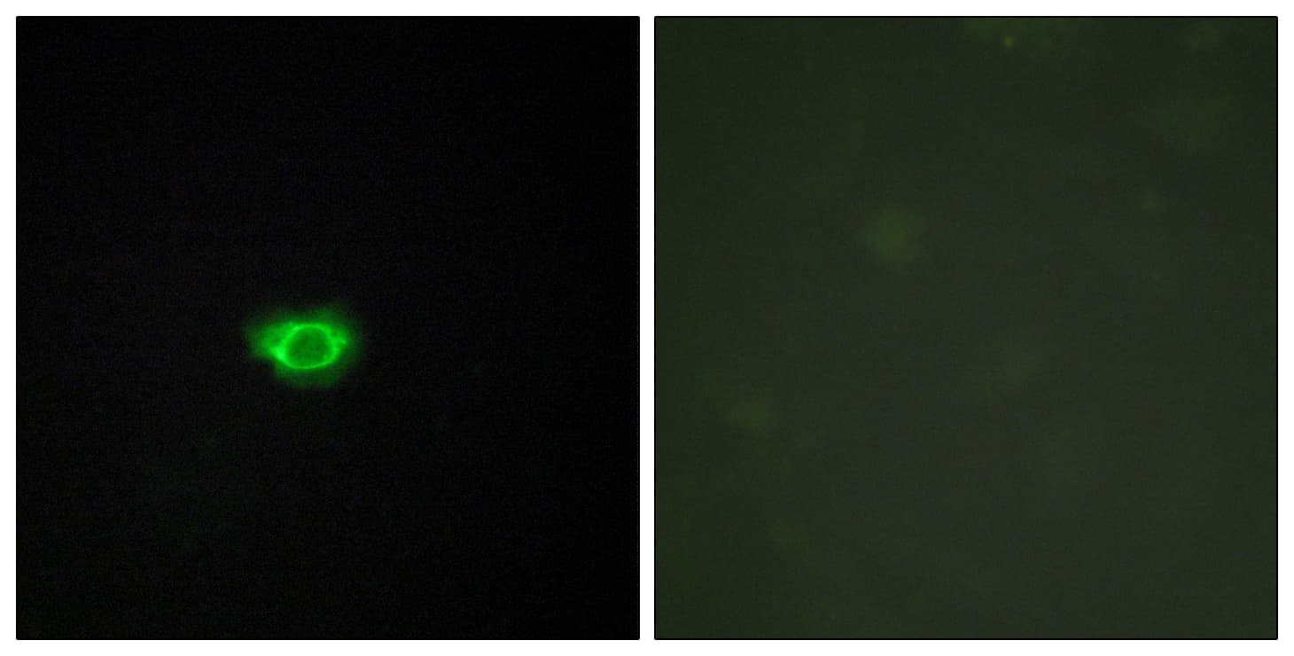 GPR108 Antibody (aa155-204)
