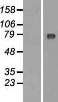 C2orf44 Protein (Over-Expression Lysate Myc-DDK (Flag))