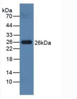 PRSS2 / Trypsin 2 Antibody (aa29-240, APC)
