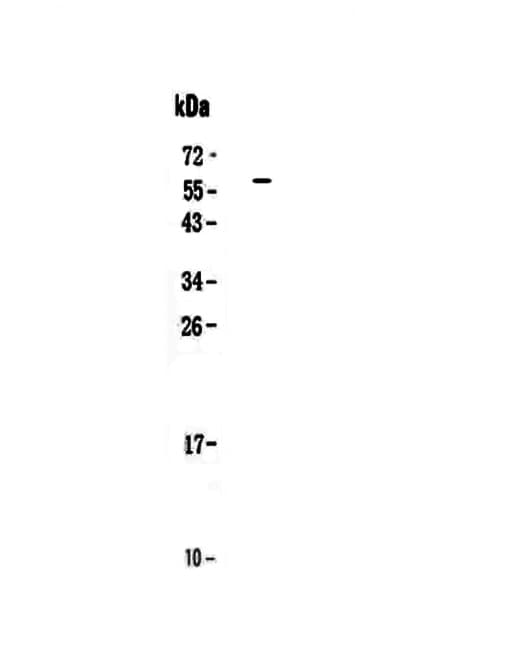 IL27 Antibody