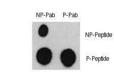 ATF2 Antibody (phospho-Ser322)