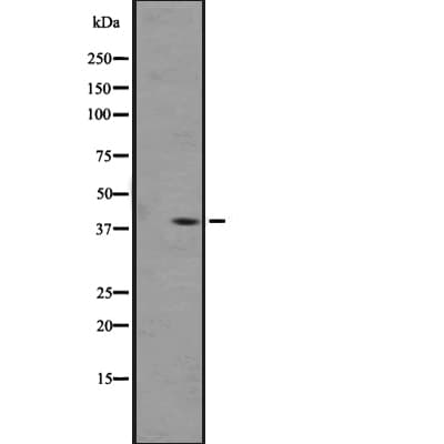 OPRL1 / ORL1 Antibody
