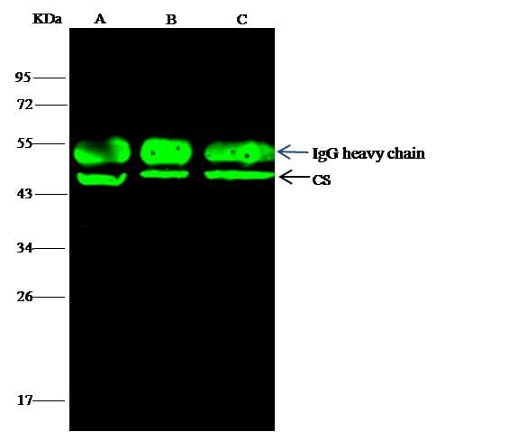 CS / Citrate Synthase Antibody (Preservative Free)