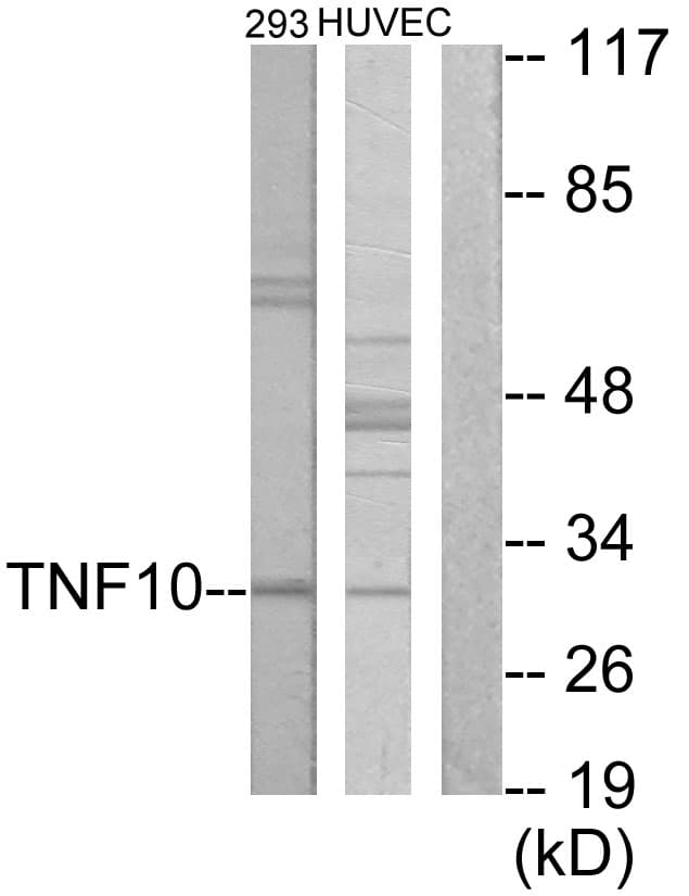 IHC-plus™ TNFSF10 / TRAIL Antibody (aa31-80)