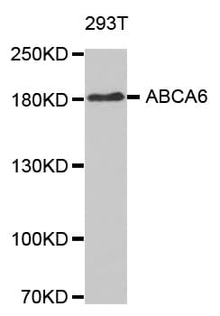 ABCA6 Antibody