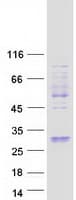 Human FAM3A Protein (Recombinant Myc-DDK (Flag))