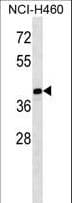 MAGEB10 Antibody (aa88-116)