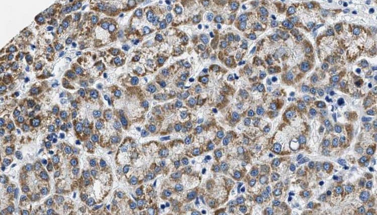 HTR2C / 5-HT2C Receptor Antibody