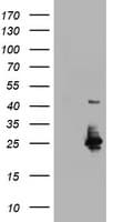 UBE2E3 Antibody (clone OTI1A3, Carrier-free)