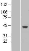 GALT4 / B3GALT4 Protein (Over-Expression Lysate Myc-DDK (Flag))