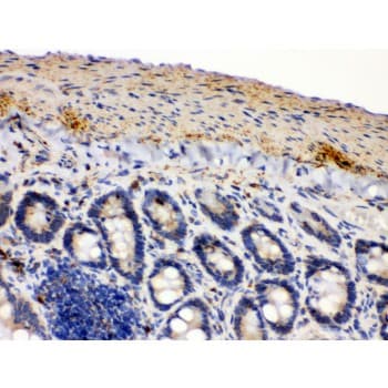 IDH2 Antibody (aa413-447)