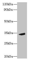 MPPED2 Antibody