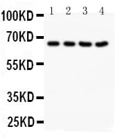 NOX1 Antibody (aa417-431)