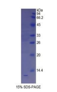 Mouse SST / Somatostatin Protein (Recombinant His)