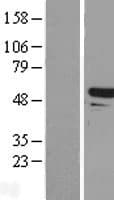 TAPBPL / TAPBPR Protein (Over-Expression Lysate Myc-DDK (Flag))