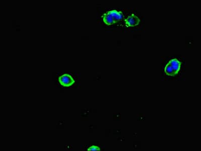 PGP Antibody