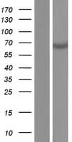 MMP25 / Leukolysin Protein (Over-Expression Lysate Myc-DDK (Flag))
