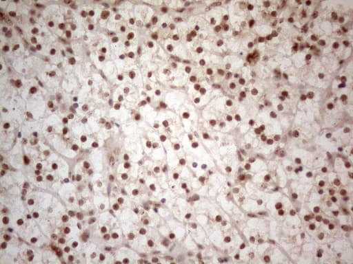 WTAP Antibody (aa2-106, clone OTI6H3)