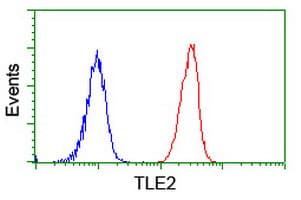 TLE2 Antibody (clone OTI5A6)