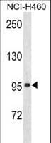 Polyclonal Rabbit anti-Human ZNF473 Antibody (aa178-207, WB)