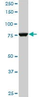 Monoclonal Mouse anti-Human CPSF3 / CPSF Antibody (clone 1H8, WB)