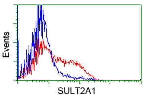SULT2A1 / Sulfotransferase 2A1 Antibody (clone OTI1D2, Carrier-free)
