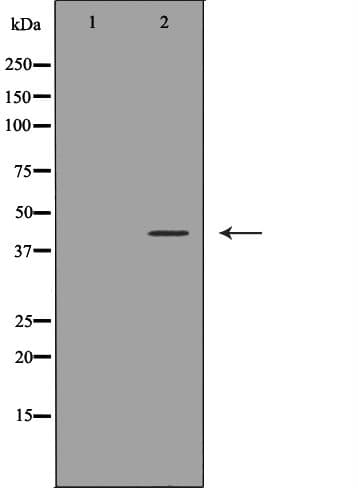 CD244 Antibody