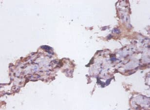 CD95 / FAS Antibody