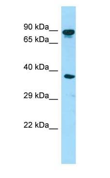 HOOK3 Antibody (aa643-692)