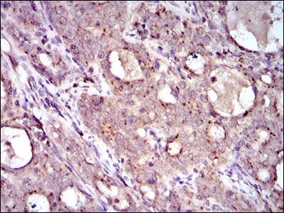 MRPL42 / MRPS32 Antibody (Amino Acid: 142-203, clone 3H6G11)