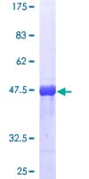 Human RAB5A / RAB5 Protein (Recombinant GST)