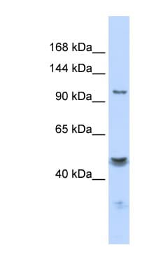 KCNMA1 / BK Antibody (aa1080-1129)