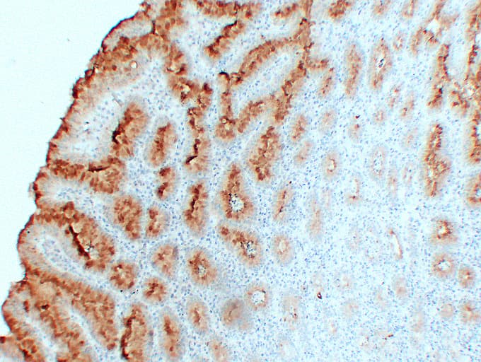 MUC5AC Antibody (clone ABT-MUC5AC)