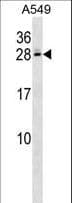 Polyclonal Rabbit anti-Human C4BPB / C4BP Beta Antibody (aa125-153, WB)