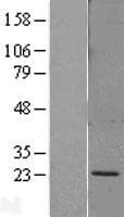 SPC18 / SEC11A Protein (Over-Expression Lysate Myc-DDK (Flag))